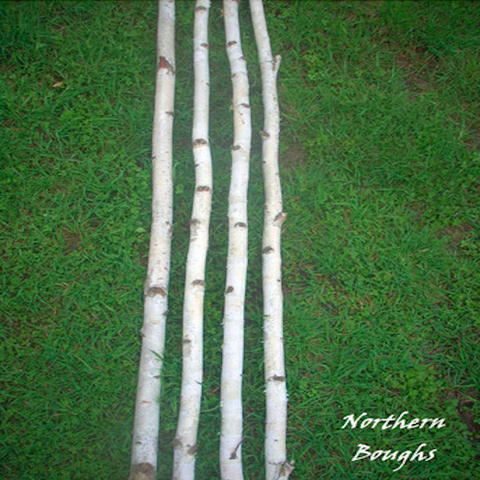 Four Medium White Birch Poles 8 ft - Northern Boughs