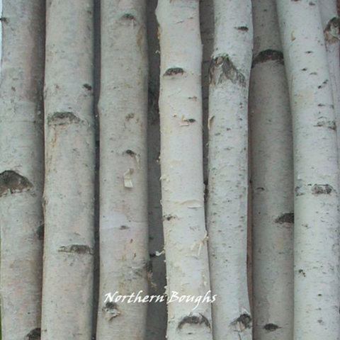 Four Thick White Birch Poles 8 ft - Northern Boughs