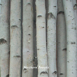Four Thick White Birch Poles 4 ft - Northern Boughs