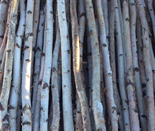 Four Thin White Birch Poles 6 ft - Northern Boughs